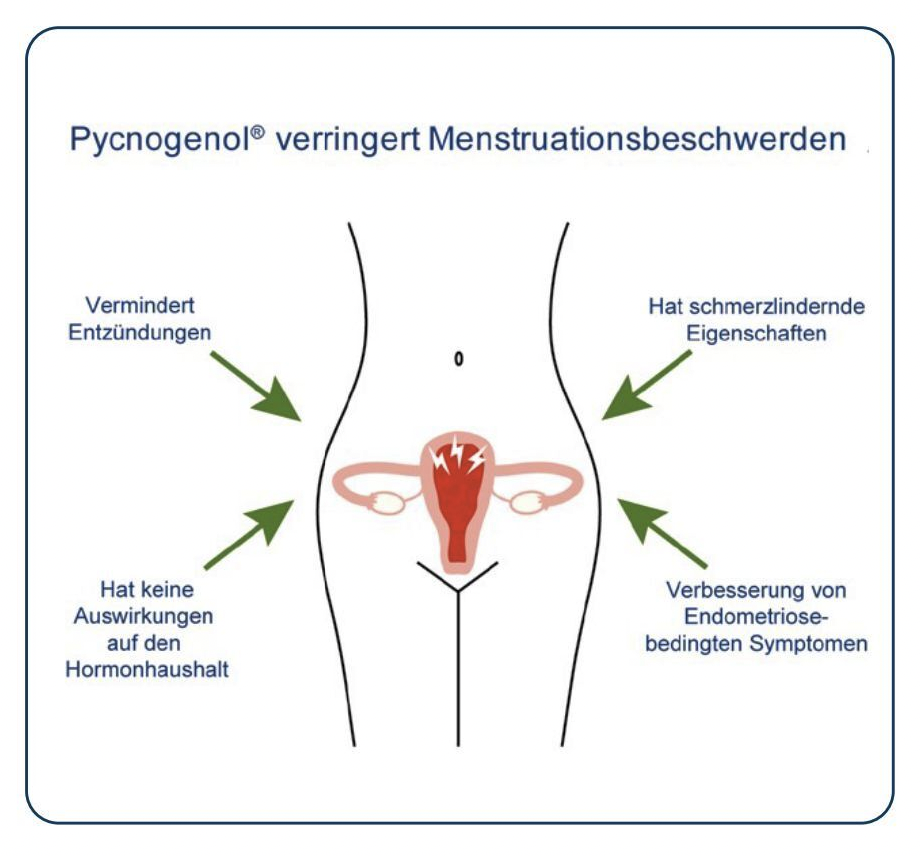 Pycnogenol® gegen Menstruationsbeschwerden