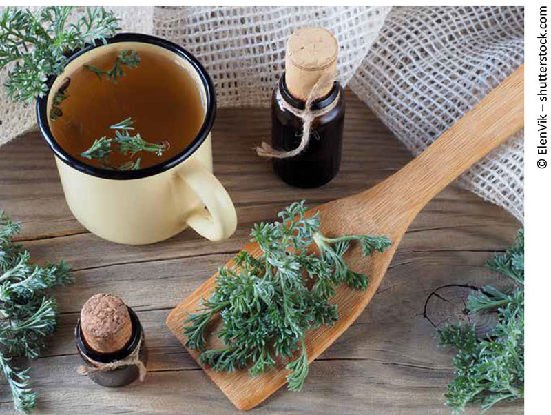 Artemisia Annua und seine Potenziale