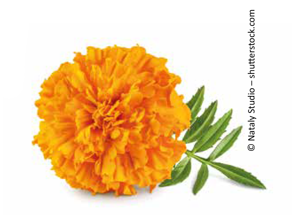 Lutein für die Augengesundheit